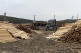 Изображение к новости 'Операции с древесиной – на контроль'. 